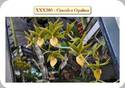 Cycnoches Opalina